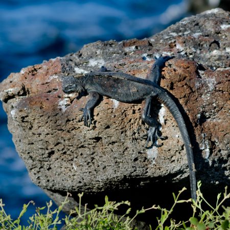 A Galapagos Lizard clinging to a lava rock on the Galapagos Islands.