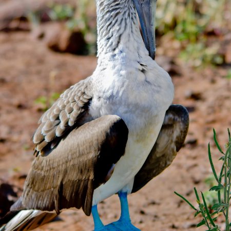 A blue footed booby in the Galapagos Islands.