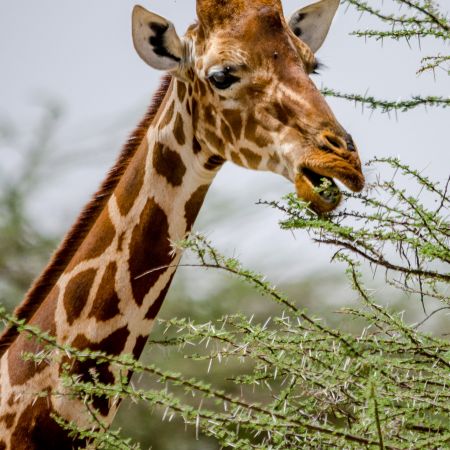 Giraffe chewing an African thorn tree.
