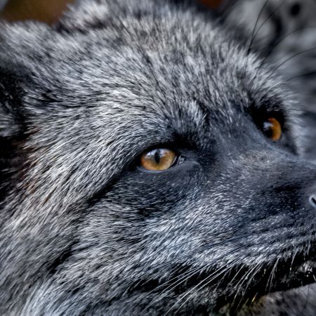 Lakota Wolf Preserve Silver Fox in Columbia, New Jersey.