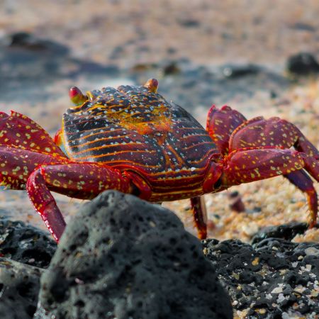 A closeup of a Sally Lightfoot Crab on a Galapagos Island, Ecuador.