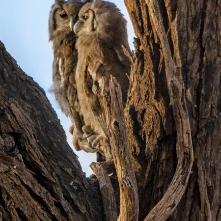 Owls in crook of Kenyan tree.