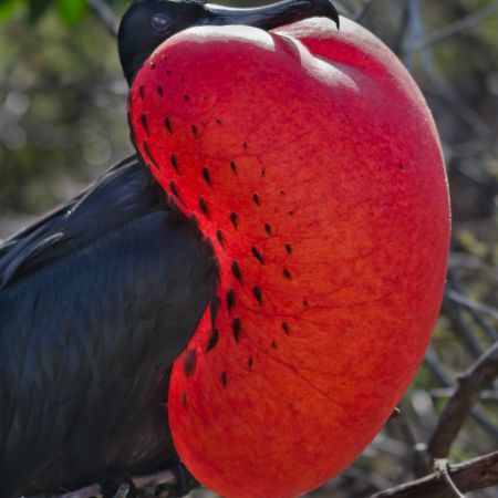 A Magnificent Frigatebird on the Galapagos Island of Espanola.