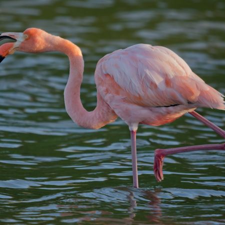 A rare sighting of the shy Galapagos Island Flamingo.