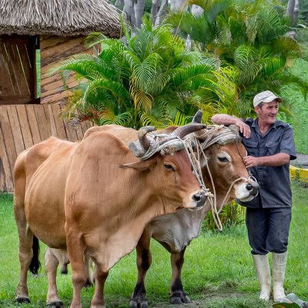 Oxen at roadside near Vinales.