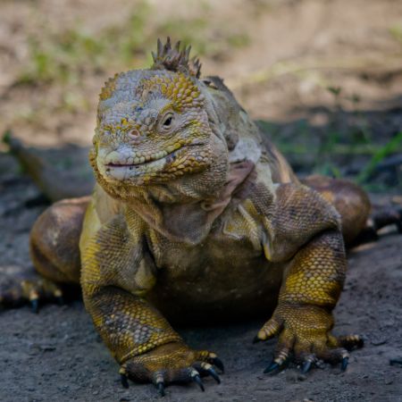 A terrestrial lizard, the Galapagos land Iguana.