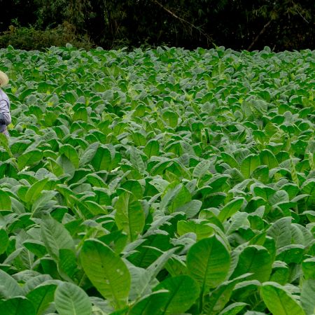 Cuban walking through tobacco field in countryside.