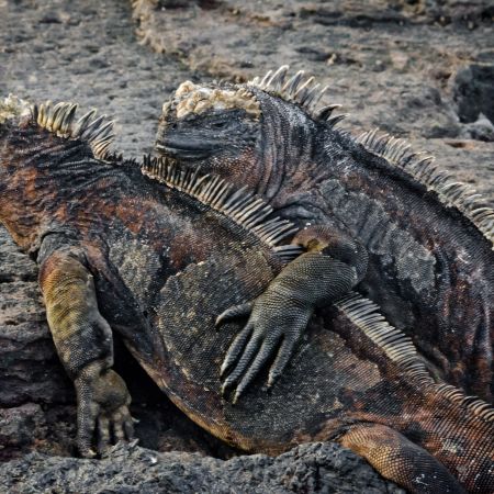 Two Marine Iguana sharing warmth on a lava flow on the Galapagos Island beach.
