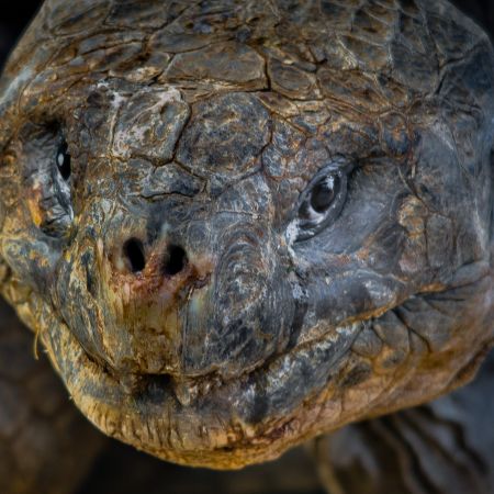 Face of Giant Tortoise on Galapagos Island.