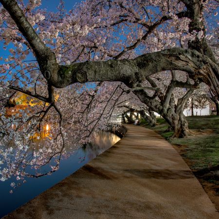 Light-painted Cherry Blossoms at midnight on the tidal basin in Washington D.C.