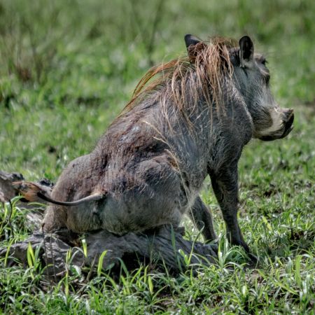 African warthog scratching on a log.
