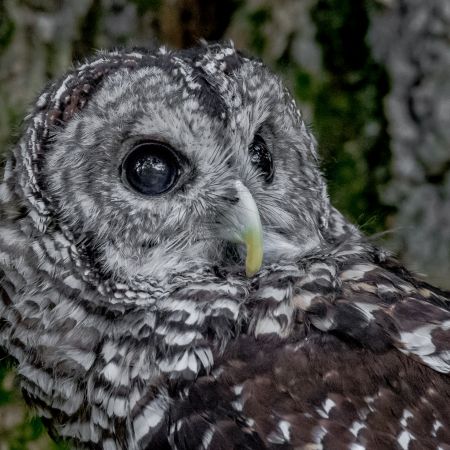 Barred Owl close-up in Virginia.