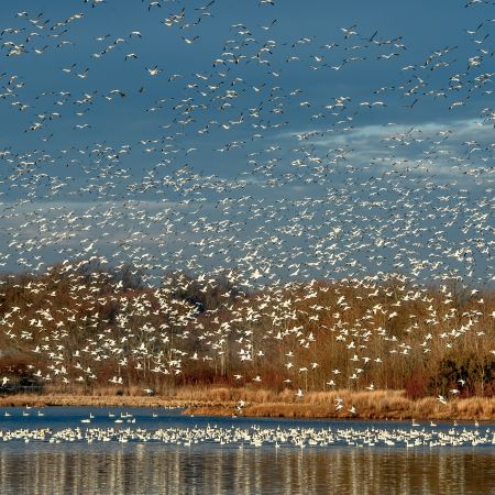 Sunrise snow geese takeoff on water with reflections at Bombay Hook National Wildlife Refuge, Smyrna, Delaware.