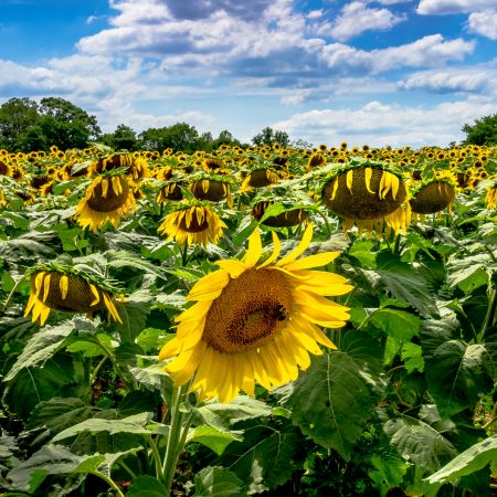 Sunflower Field at McKee Besher Wildlife Management Area, Poolesville, Maryland