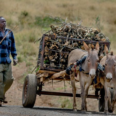 Donkey and cart on Kenyan road.